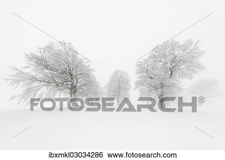 "European Beech (Fagus sylvatica), wind-bent beech trees on Schauinsland Mountain in winter, Breisgau, Schwarzwald, Baden-Wurttemberg, Germany, Europe" View Large Photo Image Stock Photograph - "European Beech (Fagus sylvatica), wind-bent beech trees on Schauinsland Mountain in winter, Breisgau, Schwarzwald, Baden-Wurttemberg, Germany, Europe". Fotosearch