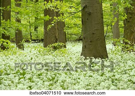 Stock Image - "European Beech forest (Fagus sylvatica) with blooming Wild Garlic (Allium ursinum), Hainich National Park, Thuringia, Germany, Europe". Fotosearch