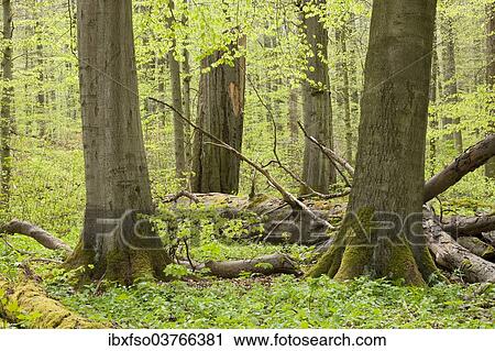 "European beech forest in spring, European Beech or Common Beech (Fagus sylvatica) with a lot of dead wood, Hainich National Park, Thuringia, Germany, Europe" View Large Photo Image Stock Image - "European beech forest in spring, European Beech or Common Beech (Fagus sylvatica) with a lot of dead wood, Hainich National Park, Thuringia, Germany, Europe". Fotosearch