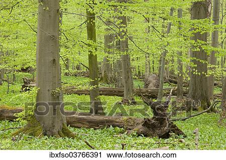 "European beech forest in spring, beeches (Fagus sylvatica) with a lot of dead wood, Hainich National Park, Thuringia, Germany, Europe" View Large Photo Image Stock Image - "European beech forest in spring, beeches (Fagus sylvatica) with a lot of dead wood, Hainich National Park, Thuringia, Germany, Europe". Fotosearch