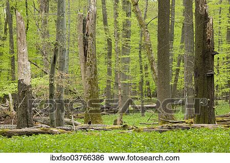 "European beech forest in spring, European Beech or Common Beech (Fagus sylvatica) with a lot of dead wood, Hainich National Park, Thuringia, Germany, Europe" View Large Photo Image Stock Photograph - "European beech forest in spring, European Beech or Common Beech (Fagus sylvatica) with a lot of dead wood, Hainich National Park, Thuringia, Germany, Europe". Fotosearch