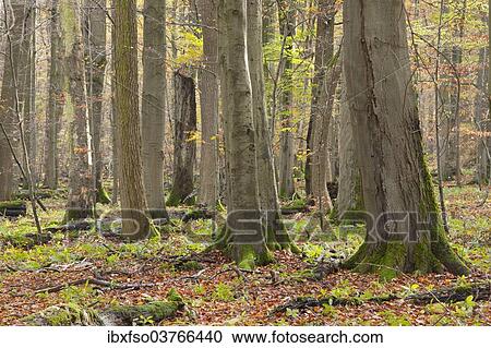 Stock Image - "European Beech or Common Beech (Fagus sylvatica), European beech forest in autumn, Hainich National Park, Thuringia, Germany, Europe". Fotosearch