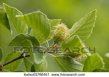 "European Beech or Common Beech (Fagus sylvatica), inflorescence and leaves, Thuringia, Germany, Europe" View Large Photo Image Stock Image - "European Beech or Common Beech (Fagus sylvatica), inflorescence and leaves, Thuringia, Germany, Europe". Fotosearch