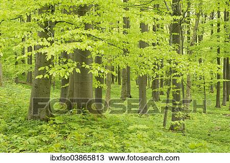 Stock Image - "European Beech or Common Beech forest (Fagus sylvatica), in spring, Hainich National Park, near Eisenach, Thuringia, Germany, Europe". Fotosearch