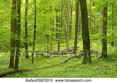"European Beech or Common Beech forest (Fagus sylvatica) in spring, Hainich National Park, Thuringia, Germany, Europe" View Large Photo Image Stock Photography - "European Beech or Common Beech forest (Fagus sylvatica) in spring, Hainich National Park, Thuringia, Germany, Europe". Fotosearch