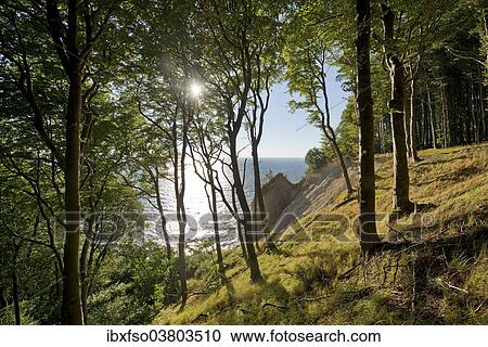 Stock Image - "European beeches (Fagus sylvatica) at the Baltic Sea, Jasmund National Park, Rugen, Mecklenburg-Vorpommern, Germany, Europe". Fotosearch