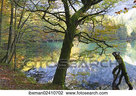 "European Beeches (Fagus sylvatica) on lake Hinterer Langbathsee in autumn, Ebensee, Salzkammergut region, Upper Austria, Austria, Europe" View Large Photo Image Stock Image - "European Beeches (Fagus sylvatica) on lake Hinterer Langbathsee in autumn, Ebensee, Salzkammergut region, Upper Austria, Austria, Europe". Fotosearch