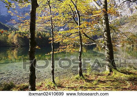 "European Beeches (Fagus sylvatica) on lake Hinterer Langbathsee in autumn, Ebensee, Salzkammergut region, Upper Austria, Austria, Europe" View Large Photo Image Stock Photo - "European Beeches (Fagus sylvatica) on lake Hinterer Langbathsee in autumn, Ebensee, Salzkammergut region, Upper Austria, Austria, Europe". Fotosearch