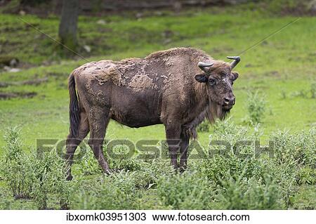 "European Bison (Bison bonasus), Blekinge County, Sweden, Europe" View Large Photo Image Stock Image - "European Bison (Bison bonasus), Blekinge County, Sweden, Europe". Fotosearch
