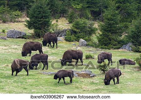 "European Bisons or Wisents (Bison bonasus), captive, Bavaria, Germany, Europe" View Large Photo Image Stock Photo - "European Bisons or Wisents (Bison bonasus), captive, Bavaria, Germany, Europe". Fotosearch
