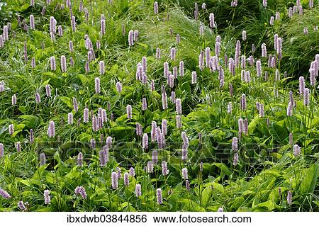 "European Bistort (Bistorta officinalis), Bavarian Forest National Park, Lower Bavaria, Bavaria, Germany, Europe" View Large Photo Image Stock Photograph - "European Bistort (Bistorta officinalis), Bavarian Forest National Park, Lower Bavaria, Bavaria, Germany, Europe". Fotosearch