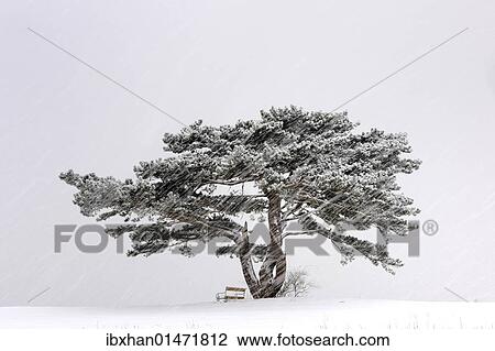 "European Black Pine (Pinus nigra) in a snowstorm, Lower Austria, Austria, Europe" View Large Photo Image Stock Image - "European Black Pine (Pinus nigra) in a snowstorm, Lower Austria, Austria, Europe". Fotosearch