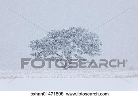 "European Black Pine (Pinus nigra) in a snowstorm, Lower Austria, Austria, Europe" View Large Photo Image Stock Photo - "European Black Pine (Pinus nigra) in a snowstorm, Lower Austria, Austria, Europe". Fotosearch