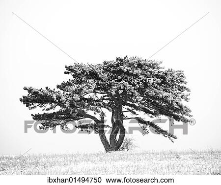 "European Black Pine (Pinus nigra), Triestingtal, Lower Austria, Austria, Europe" View Large Photo Image Stock Image - "European Black Pine (Pinus nigra), Triestingtal, Lower Austria, Austria, Europe". Fotosearch