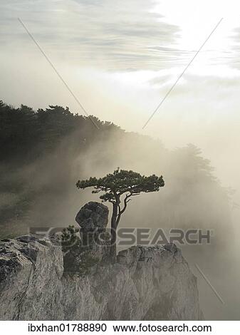 "European black pine (Pinus nigra) growing on rocks in fog, Peilstein, Triestingtal valley, Lower Austria, Austria, Europe" View Large Photo Image Stock Image - "European black pine (Pinus nigra) growing on rocks in fog, Peilstein, Triestingtal valley, Lower Austria, Austria, Europe". Fotosearch
