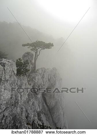 "European black pine (Pinus nigra) growing on rocks in fog, Peilstein, Triestingtal valley, Lower Austria, Austria, Europe" View Large Photo Image Stock Photo - "European black pine (Pinus nigra) growing on rocks in fog, Peilstein, Triestingtal valley, Lower Austria, Austria, Europe". Fotosearch