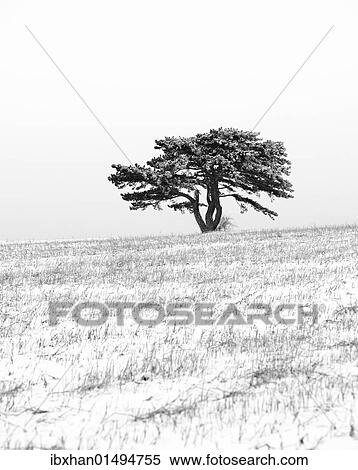 Stock Photography - "European Black Pine (Pinus nigra), Triestingtal, Lower Austria, Austria, Europe". Fotosearch