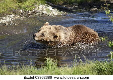 "European brown bear (Ursus arctos) in water, captive, Norway, Europe" View Large Photo Image Stock Photograph - "European brown bear (Ursus arctos) in water, captive, Norway, Europe". Fotosearch
