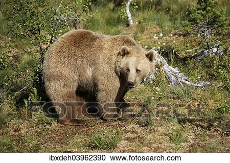 "European brown bear (Ursus arctos) captive, Norway, Europe" View Large Photo Image Stock Image - "European brown bear (Ursus arctos) captive, Norway, Europe". Fotosearch