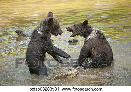 "European brown bear (Ursus arctos), pups in a play fight, animal enclosures, Bavarian Forest National Park, Bavaria, Germany, Europe" View Large Photo Image Stock Image - "European brown bear (Ursus arctos), pups in a play fight, animal enclosures, Bavarian Forest National Park, Bavaria, Germany, Europe". Fotosearch