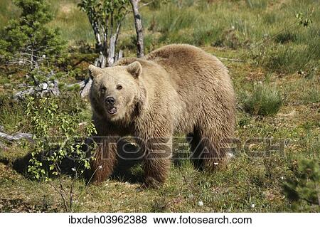"European brown bear (Ursus arctos) captive, Norway, Europe" View Large Photo Image Stock Photo - "European brown bear (Ursus arctos) captive, Norway, Europe". Fotosearch