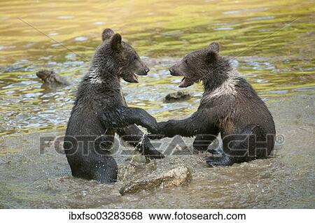 "European brown bear (Ursus arctos), pups in a play fight, animal enclosure, Bavarian Forest National Park, Bavaria, Germany, Europe" View Large Photo Image Stock Photo - "European brown bear (Ursus arctos), pups in a play fight, animal enclosure, Bavarian Forest National Park, Bavaria, Germany, Europe". Fotosearch
