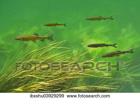 Stock Photo - "European Chub (Leuciscus cephalus), Krka river, Krka National Park, Croatia, Europe". Fotosearch