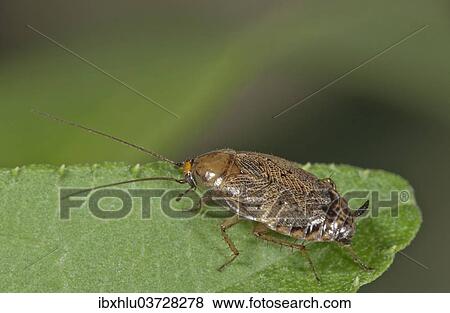 Stock Photo - "European Cockroach (Ectobius lapponicus), female, Baden-Wurttemberg, Germany, Europe". Fotosearch