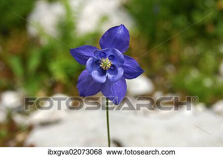 "European Columbine (Aquilegia vulgaris), Switzerland, Europe" View Large Photo Image Stock Photo - "European Columbine (Aquilegia vulgaris), Switzerland, Europe". Fotosearch