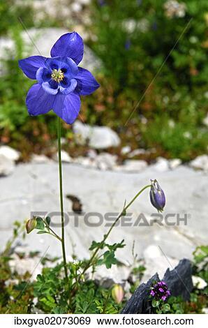 Stock Photo - "European Columbine (Aquilegia vulgaris), Switzerland, Europe". Fotosearch