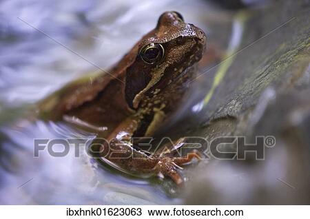Stock Image - "European Common Brown Frog (Rana temporaria), Tauglbach River, Salzburg, Austria, Europe". Fotosearch