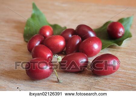 European Cornel (Cornus mas) fruits View Large Photo Image Stock Image - European Cornel (Cornus mas) fruits. Fotosearch