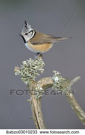 "European Crested Tit (Lophophanes cristatus) perched on its song post, an old pine branch with lichens, Swabian Alb biosphere reserve, Baden-Wurttemberg, Germany, Europe" View Large Photo Image Stock Image - "European Crested Tit (Lophophanes cristatus) perched on its song post, an old pine branch with lichens, Swabian Alb biosphere reserve, Baden-Wurttemberg, Germany, Europe". Fotosearch