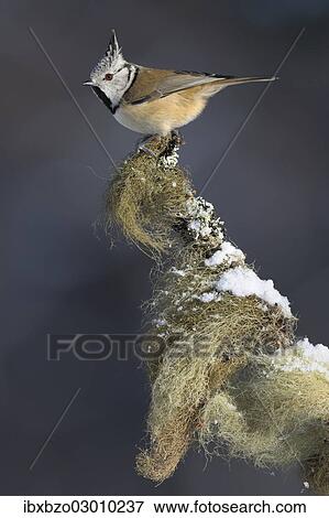 "European Crested Tit (Lophophanes cristatus) perched on its song post, an old spruce branch with treemoss, Swabian Alb biosphere reserve, Baden-Wurttemberg, Germany, Europe" View Large Photo Image Stock Photo - "European Crested Tit (Lophophanes cristatus) perched on its song post, an old spruce branch with treemoss, Swabian Alb biosphere reserve, Baden-Wurttemberg, Germany, Europe". Fotosearch