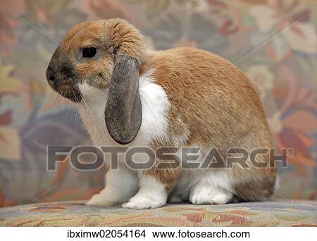 European Dwarf Rabbit (Oryctolagus cuniculus) View Large Photo Image Picture - European Dwarf Rabbit (Oryctolagus cuniculus). Fotosearch