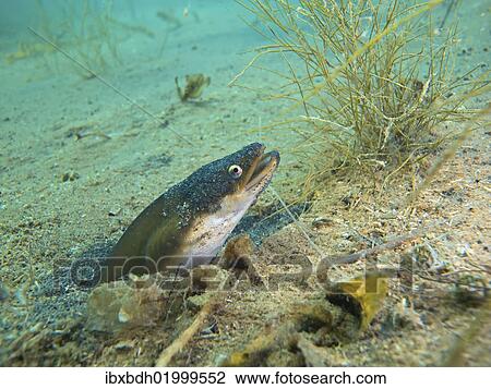 "European eel (Anguilla anguilla) looking out of its small cave, Lake Helenesee near Frankfurt an der Oder, Brandenburg, Germany, Europe" View Large Photo Image Stock Image - "European eel (Anguilla anguilla) looking out of its small cave, Lake Helenesee near Frankfurt an der Oder, Brandenburg, Germany, Europe". Fotosearch
