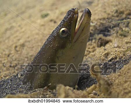 Stock Photography - "European eel (Anguilla anguilla) looking out of its sand cave, Lake Helenesee, near Frankfurt an der Oder, Brandenburg, Germany, Europe". Fotosearch