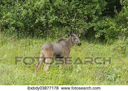 "European elk (Alces alces), calf standing on a meadow, Lauvsnes, Flatanger, Norway, Europe" View Large Photo Image Stock Photo - "European elk (Alces alces), calf standing on a meadow, Lauvsnes, Flatanger, Norway, Europe". Fotosearch