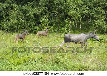 "European elk (Alces alces), cow with two calves on a meadow, Lauvsnes, Flatanger, Norway, Europe" View Large Photo Image Picture - "European elk (Alces alces), cow with two calves on a meadow, Lauvsnes, Flatanger, Norway, Europe". Fotosearch