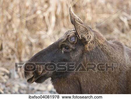 "European elk (Alces alces), shortly after losing the antlers, captive, Bavaria, Germany, Europe" View Large Photo Image Stock Photo - "European elk (Alces alces), shortly after losing the antlers, captive, Bavaria, Germany, Europe". Fotosearch