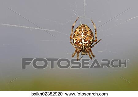 European garden spider (Araneus diadematus) View Large Photo Image Stock Image - European garden spider (Araneus diadematus). Fotosearch
