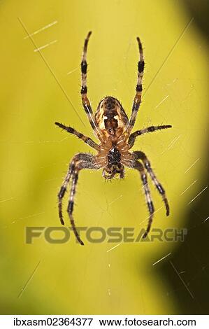 Stock Photo - "European garden spider (Araneus diadematus), spider of the year 2010". Fotosearch