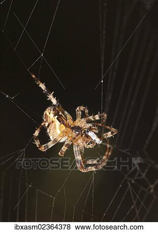 "European garden spider (Araneus diadematus), spider of the year 2010" View Large Photo Image Stock Photo - "European garden spider (Araneus diadematus), spider of the year 2010". Fotosearch