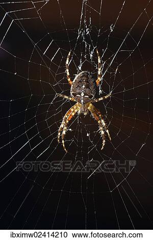 "European Garden Spider, Diadem Spider or Cross Orbweaver (Araneus diadematus) in a web, Stuttgart, Baden-Wuerttemberg, Germany, Europe" View Large Photo Image Stock Image - "European Garden Spider, Diadem Spider or Cross Orbweaver (Araneus diadematus) in a web, Stuttgart, Baden-Wuerttemberg, Germany, Europe". Fotosearch