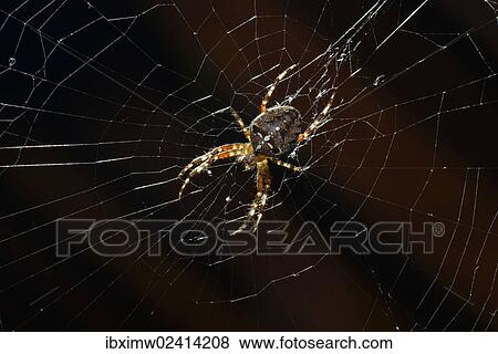 "European Garden Spider, Diadem Spider or Cross Orbweaver (Araneus diadematus) in a web, Stuttgart, Baden-Wuerttemberg, Germany, Europe" View Large Photo Image Stock Photo - "European Garden Spider, Diadem Spider or Cross Orbweaver (Araneus diadematus) in a web, Stuttgart, Baden-Wuerttemberg, Germany, Europe". Fotosearch