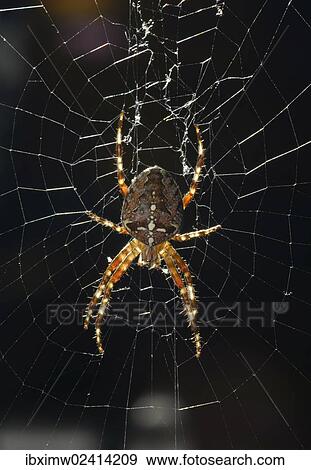 "European Garden Spider, Diadem Spider or Cross Orbweaver (Araneus diadematus) in a web, Stuttgart, Baden-Wuerttemberg, Germany, Europe" View Large Photo Image Stock Photo - "European Garden Spider, Diadem Spider or Cross Orbweaver (Araneus diadematus) in a web, Stuttgart, Baden-Wuerttemberg, Germany, Europe". Fotosearch
