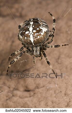 Stock Image - "European garden spider or cross spider (Araneus diadematus), female on her web on a house wall, Untergroeningen, Baden-Wuerttemberg, Germany, Europe". Fotosearch