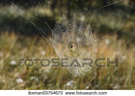 "European Garden Spider or Cross Orbweaver (Araneus diadematus) in a web, Steingaden, Pfaffenwinkel region, Upper Bavaria, Bavaria, Germany, Europe" View Large Photo Image Stock Image - "European Garden Spider or Cross Orbweaver (Araneus diadematus) in a web, Steingaden, Pfaffenwinkel region, Upper Bavaria, Bavaria, Germany, Europe". Fotosearch