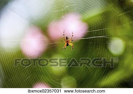 "European Garden Spider or Cross Orbweaver (Araneus diadematus) with prey in its web, Hesse, Germany, Europe, PublicGround, Europe" View Large Photo Image Stock Image - "European Garden Spider or Cross Orbweaver (Araneus diadematus) with prey in its web, Hesse, Germany, Europe, PublicGround, Europe". Fotosearch