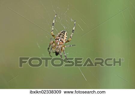 European Garden Spider or Cross Orbweaver (Araneus diadematus) View Large Photo Image Stock Photo - European Garden Spider or Cross Orbweaver (Araneus diadematus). Fotosearch